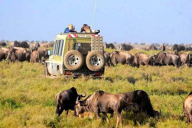 8 Day the Great Wildeest Migration Tour en Tanzanie, Afrique