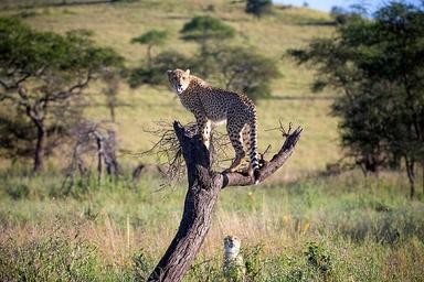 5 Safari Sehari ke Tarangire, Danau Manyara, & Ngorongoro, Afrika